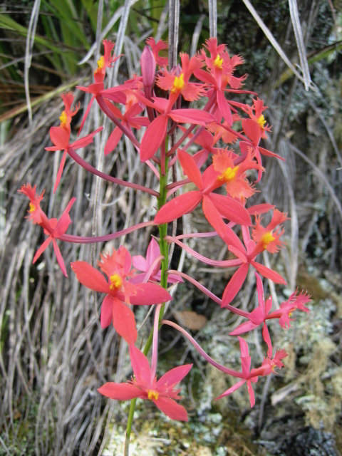Epidendrum radicans